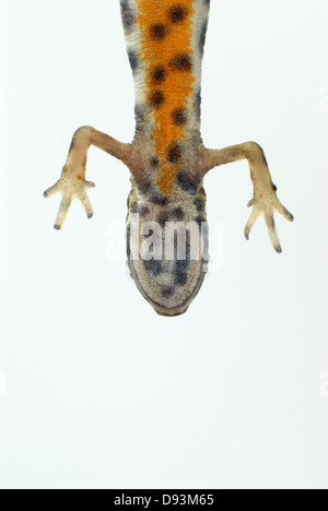 Smooth newt on white background, close-up Banque D'Images