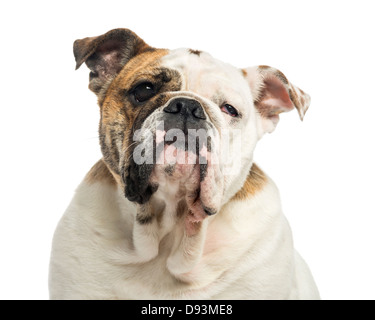 Close-up of Bulldog Anglais, 1 ans, contre fond blanc Banque D'Images