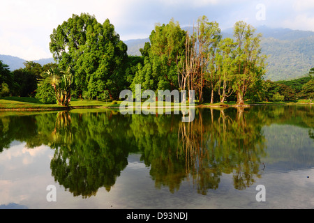 Beau lac taiping avec arbres réflexion. Banque D'Images