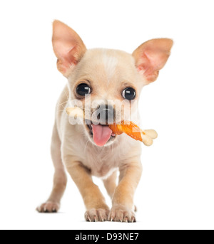 Chihuahua chiot holding os dans la bouche il against white background Banque D'Images