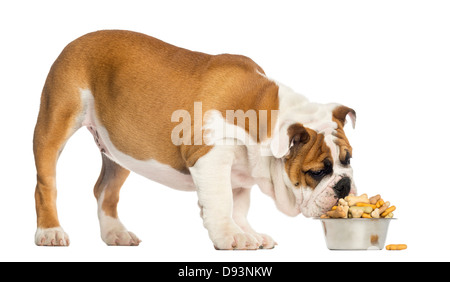 Chiot Bouledogue anglais de manger un bol plein de biscuits, de 4 mois, contre fond blanc Banque D'Images