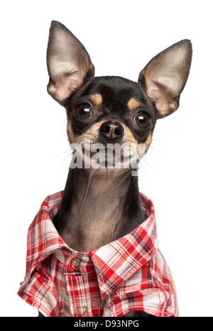 Close-up of Chihuahua portant chemise, 18 mois assis contre fond blanc Banque D'Images