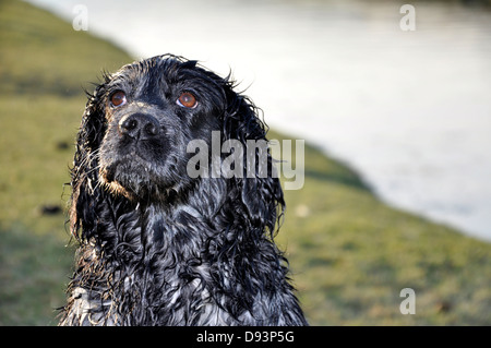 Chien Cocker noir jusqu'à la rivière par une chasse tir UK Banque D'Images