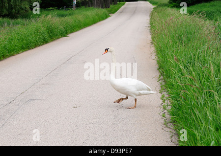 Cygne muet sur la terre ferme la marche Banque D'Images
