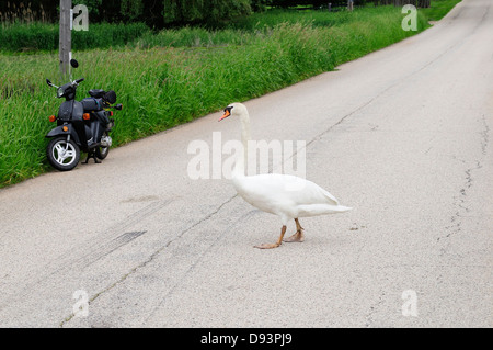 Cygne muet sur la terre ferme la marche Banque D'Images