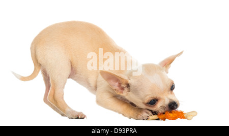 Chihuahua chiot mange un os contre fond blanc Banque D'Images