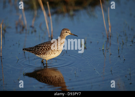 Reflet de sandpiper dans l'eau Banque D'Images