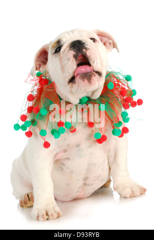 Chant de Noël puppy sitting isolé sur fond blanc - Bulldog anglais Banque D'Images