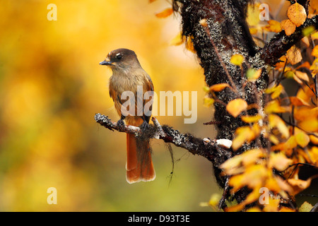 Siberian jay perching on branch Banque D'Images