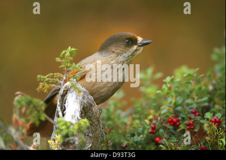 Siberian jay perching on branch Banque D'Images