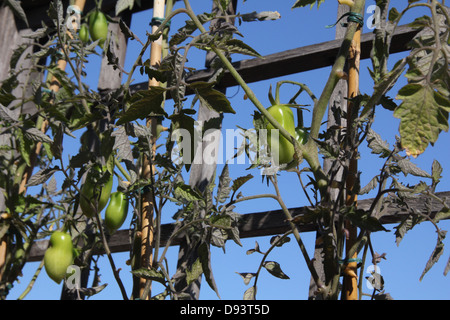 San Marzano tomate prune plantes croissant par jardin clôture avec ciel bleu à Rome Italie Banque D'Images