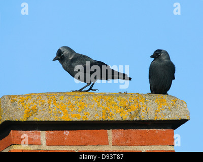 Deux choucas sur chimney Banque D'Images