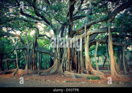 Ficus macrophylla - grand arbre à Palerme Banque D'Images