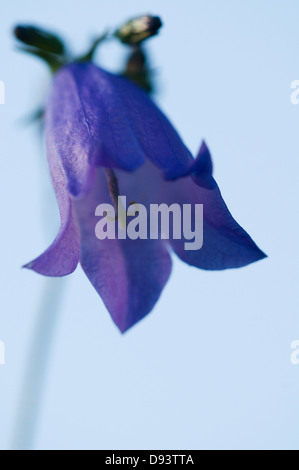 Fleur Bluebell contre le ciel bleu Banque D'Images