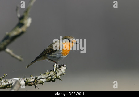 Moucherolle vert perching on tree branch Banque D'Images