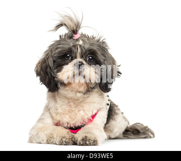 Vue avant du Shih Tzu, 4 ans, avoir menti sur fond blanc Banque D'Images