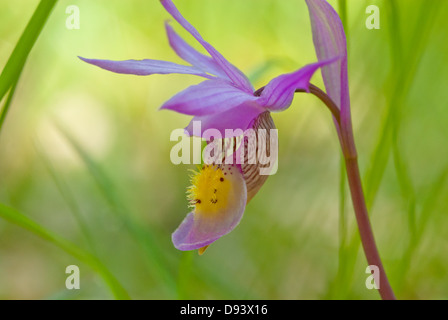 Fleur simple d'un sabot de Vénus (Calypso bulbosa) trouvés dans une forêt de sapins, dans le parc national Kootenay Banque D'Images