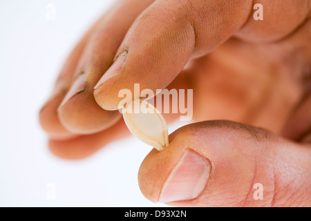 Les agriculteurs main tenant de graines de citrouille Banque D'Images