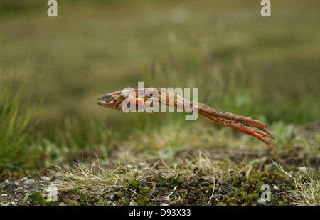 Saut de grenouille, close-up Banque D'Images