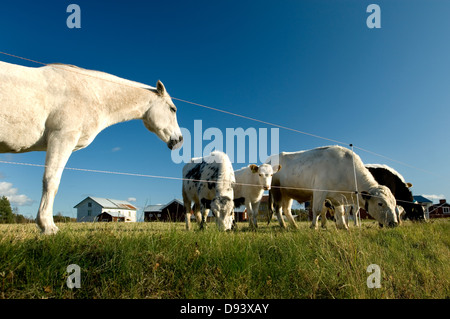 Les chevaux et les vaches à la ferme Banque D'Images