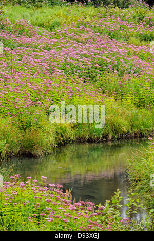 Eupatoire fleurs et sapins colonie près d'un petit ruisseau Grand Sudbury Ontario Canada Naughton Banque D'Images