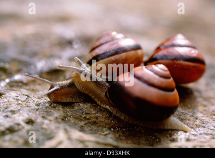 Trois escargots sur stone Banque D'Images