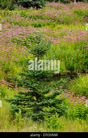 Eupatoire fleurs et sapins colonie près d'un petit ruisseau Grand Sudbury Ontario Canada Naughton Banque D'Images