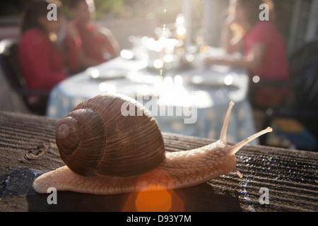 Close-up de l'escargot sur plank Banque D'Images