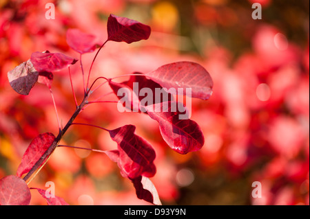 Cotinus ou fumer Bush, Prunus serrula, à l'automne Banque D'Images