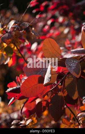 Cotinus ou fumer Bush, Cotinus 'Grace', à l'automne Banque D'Images