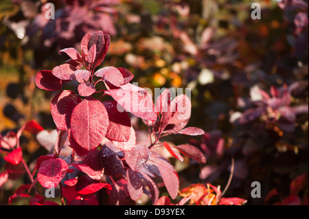 Cotinus ou fumer Bush, Cotinus 'Grace', à l'automne Banque D'Images