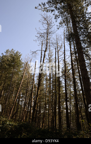 Pins laricio matures qui meurent en raison de l'infection par la brûlure des aiguilles Dothistroma ou bande rouge brûlure des aiguilles, le Pays de Galles, Royaume-Uni. Banque D'Images
