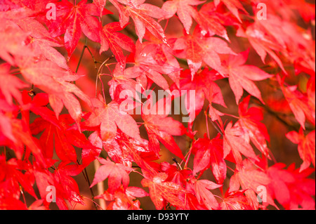 Acer pectinatum ssp Amoenum, érable japonais, à l'automne Banque D'Images