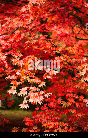 Acer pectinatum ssp Amoenum, érable japonais, à l'automne Banque D'Images