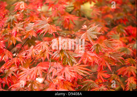 Acer palmatum 'Trompenburg', doux Érable japonais, à l'automne Banque D'Images