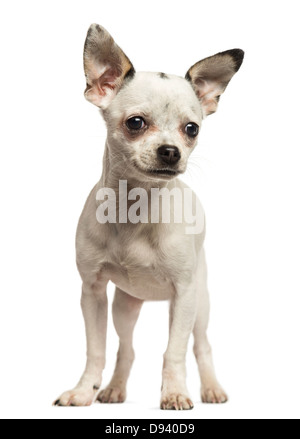 Chihuahua chiot, âgé de 5 mois, standing against white background Banque D'Images