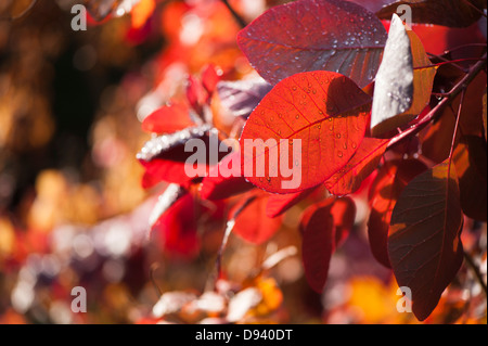 Cotinus ou fumer Bush, Cotinus 'Grace', à l'automne Banque D'Images