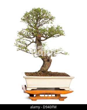 Orme chinois de bonsai, Ulmus parvifolia, against white background Banque D'Images