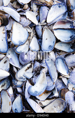 Coquilles de moules, close-up Banque D'Images