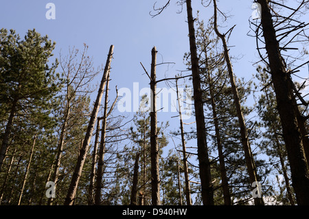 Pins laricio matures qui meurent en raison de l'infection par la brûlure des aiguilles Dothistroma ou bande rouge brûlure des aiguilles, le Pays de Galles, Royaume-Uni. Banque D'Images