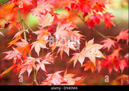 Acer pectinatum ssp Amoenum, érable japonais, à l'automne Banque D'Images