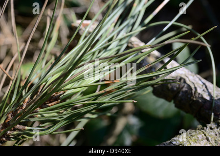 La bande rouge sur les aiguilles de pin, de diagnostic des signes de brûlure des aiguilles Dothistroma ou bande rouge brûlure des aiguilles, le Pays de Galles, Royaume-Uni. Banque D'Images