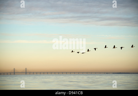 Troupeau d'oiseaux volant près de bridge Banque D'Images