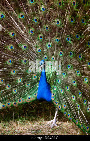 Avec des plumes de paon jusqu' Banque D'Images