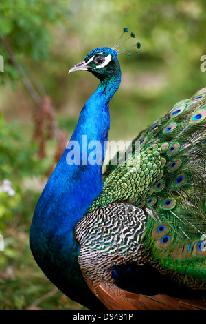 Close-up of peacock Banque D'Images