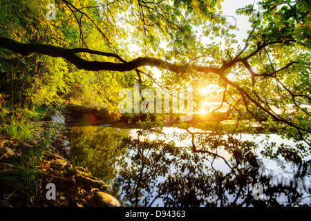 Un arbre pendent au-dessus d'un lac Banque D'Images