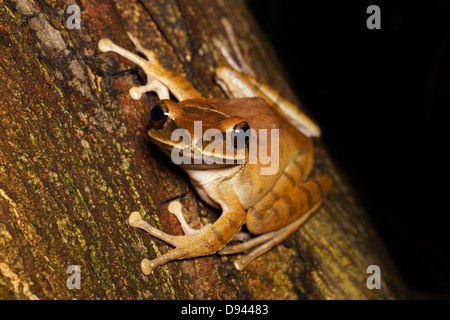 Polypedates megacephalus rainette marron dans de nouveaux territoires, Hong Kong Banque D'Images