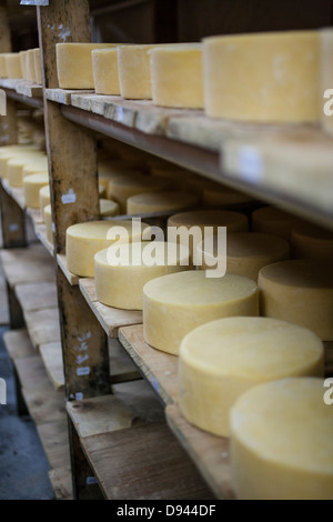 Le vieillissement sur lattes rondes Fromage Fromage cheddar tours Banque D'Images