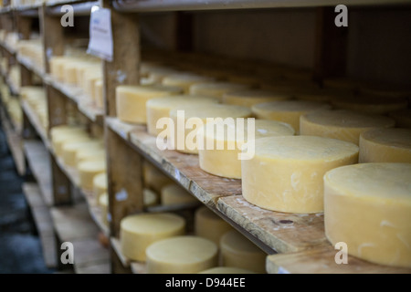 Le vieillissement sur lattes rondes Fromage Fromage cheddar tours Banque D'Images