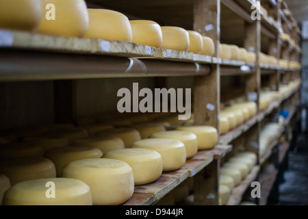 Le vieillissement sur lattes rondes Fromage Fromage cheddar tours Banque D'Images